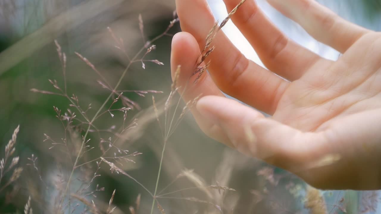 Beautifully artistic and abstract closeup POV of woman's hand caressing wheat grass in slow motion while lying in a field of flowers