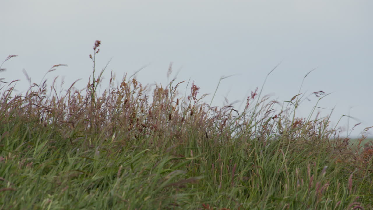 shot of pennisetum setaceum fountain grass on hillside at St bees . West lake district