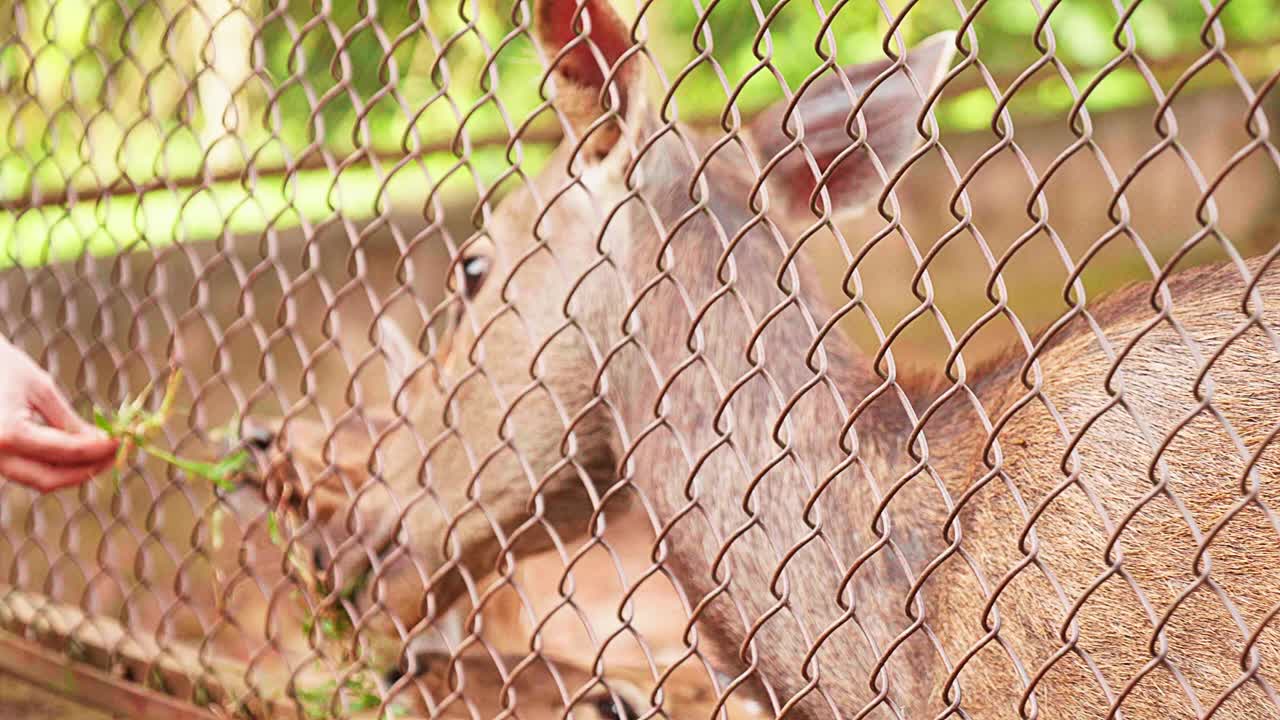 와이어 울타리 안에서 서 있는 사을 위해 풀을 고 동물원을 걸어다니는 사