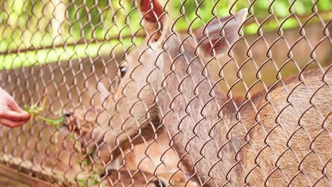 grass is plucked for the deer standing inside the wire fence , a deer walking through the zoo