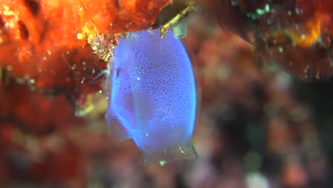 el chorro de mar azul muy de cerca en el colorido arrecife de coral