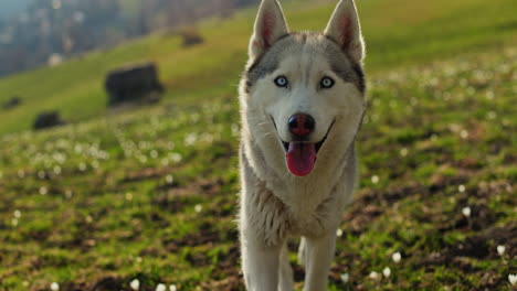 majestic husky walking through an open alpine field at sunset, with breathtaking mountain views and golden skies in the background.