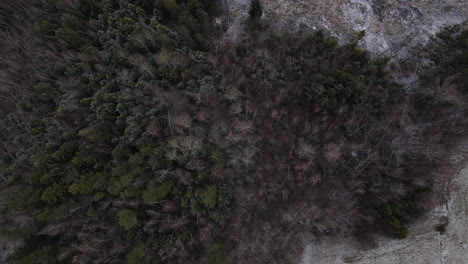 flying over the trees and overlooking the forest during a light beginning snowfall