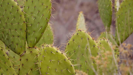 nopal cactus with spikes, close up