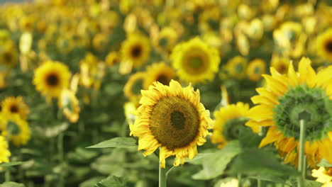 un campo de girasoles amarillos brillantes