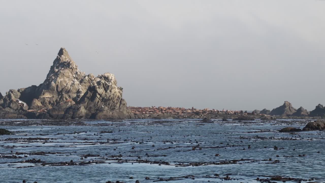 태평양의 한 섬에 수백 마리의 바다표범이 서식하고 있습니다.