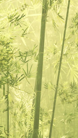 bamboo forest