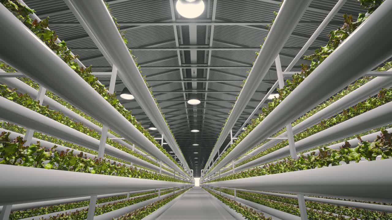 광활한 온실에서 수확, 수산, 관개 시스템과 함께 허브 플랜테이션, 효율적이고 혁신적인 농업 재배, 수백 개의 식물이 농장에서 자란다.