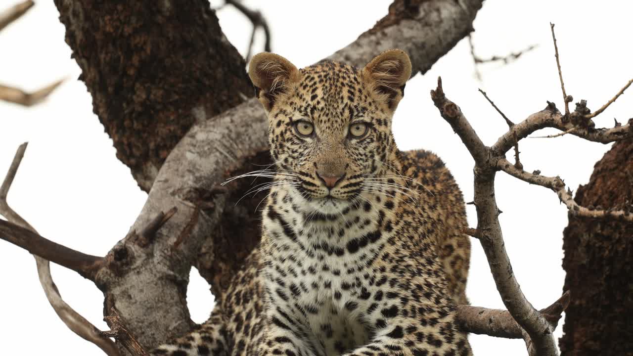 A cute leopard cub lying in a tree and looking passed the camera into the distance, Mashatu Game Reserve.