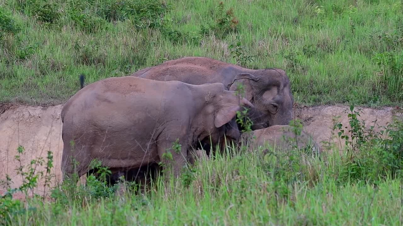 인도 코끼리, elephas maximus indicus, 태국