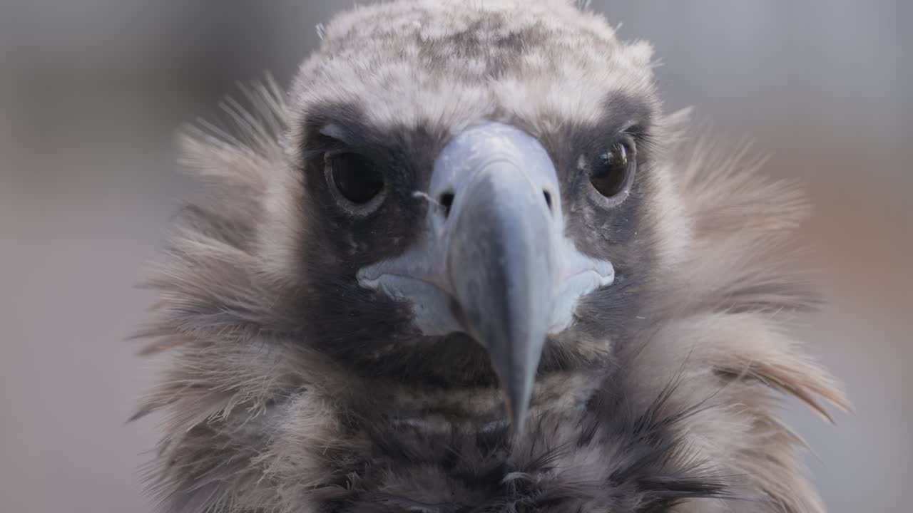el buitre cinereo (aegypius monachus) es un gran pájaro raptor que se distribuye en gran parte de la eurasia templada. también se le conoce como el buitre negro, monje o buitre negro eurasiático.