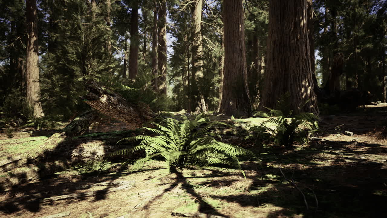 Exploring a tranquil forest with lush greenery and towering trees at midday