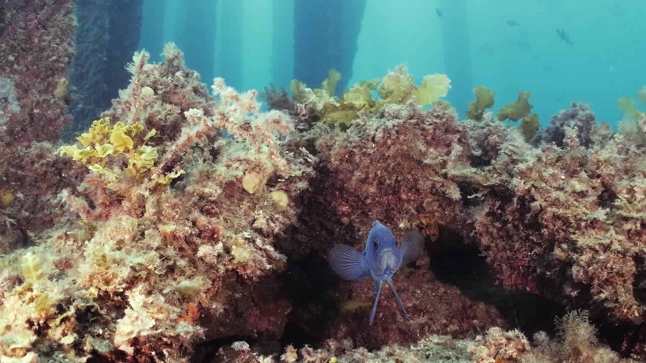 Pesce diavolo blu meridionale (Paraplesiops meleagris) endemico dell'Australia meridionale, slow motion 4K
