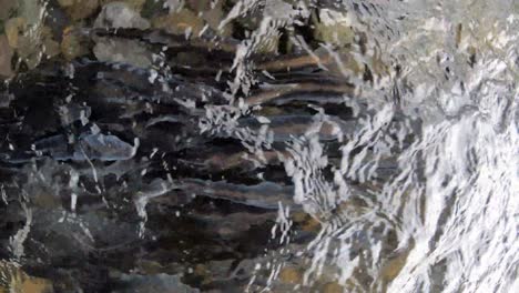 hooglian fish spawning in bear creek near seward, alaska