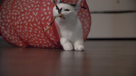 white cat with black spot stares up as string toy launches down, catching it with mouth and paws in play tube