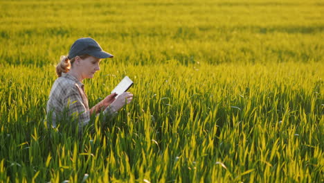 granjero se sienta en un campo de trigo estudiando brotes usando una tableta