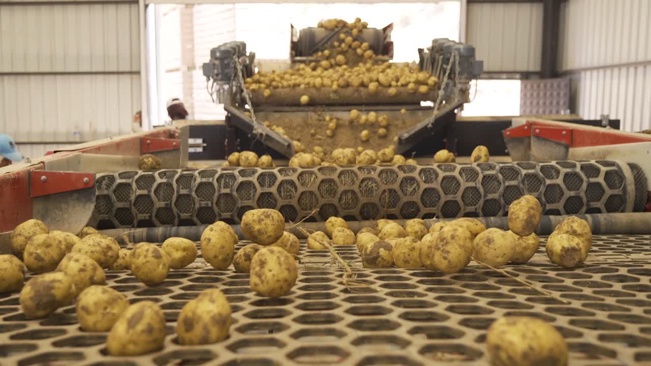 Potatoes bouncing on the conveyor belt.