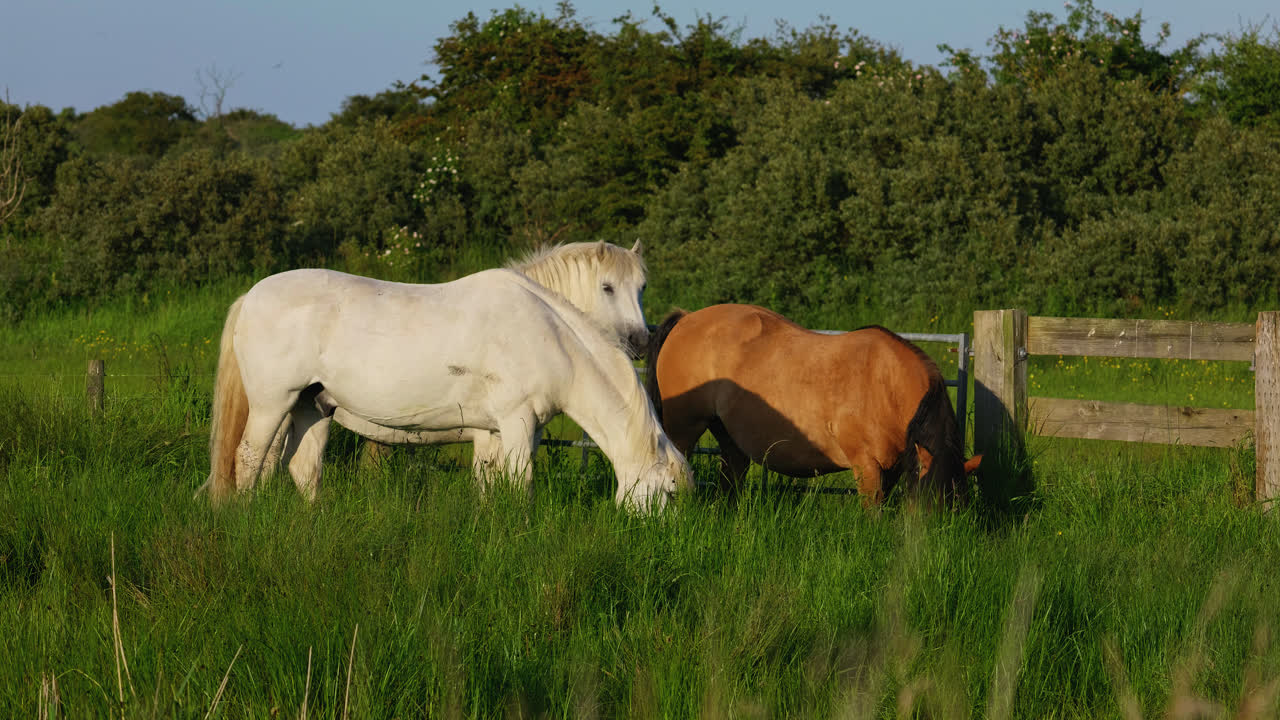 un caballo blanco, rodeado por un prado besado por el sol, se entrega a un banquete de hierba verde fresca bajo el sol poniente