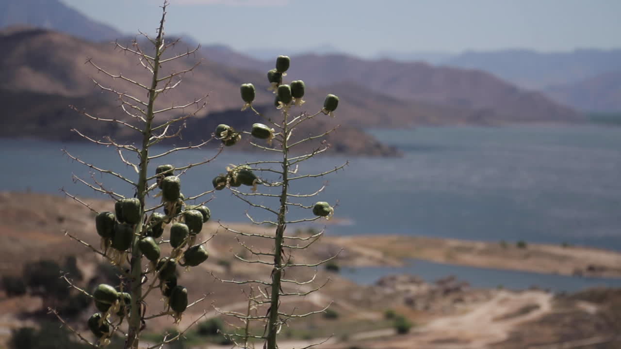 Lake landscape with plants