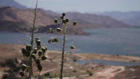 lake landscape with plants