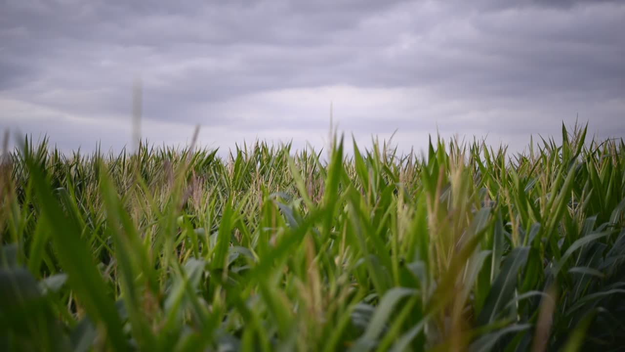 Large cornfield underneath heavy grey clouds on a breezy summer evening