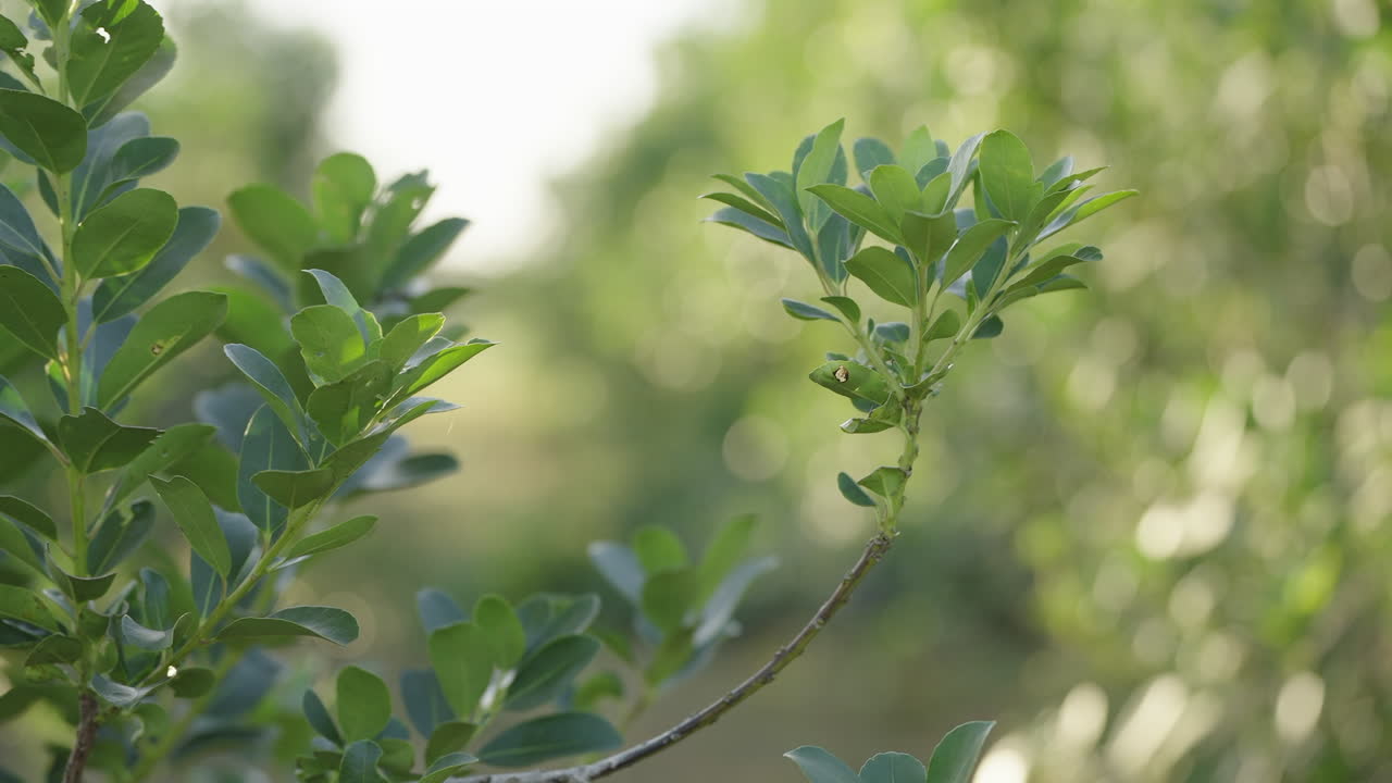 예르바 마테 나무, 파라나 정글의 원산지