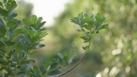 Yerba-Mate-tree,-native-to-the-Paraná-jungle