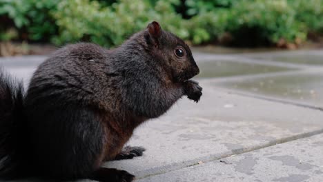 Niedliches-Eichhörnchen,-Das-Nüsse-Auf-Dem-Boden-Im-Hinterhof-Frisst