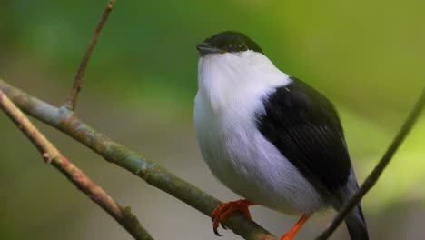 el pájaro manáquín de barba blanca fue fotografiado de cerca en el parque nacional green tayrona, colombia.