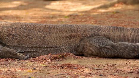 old komodo dragon slumped on the ground cooling down from the harsh indonesian sun - medium close up pan shot