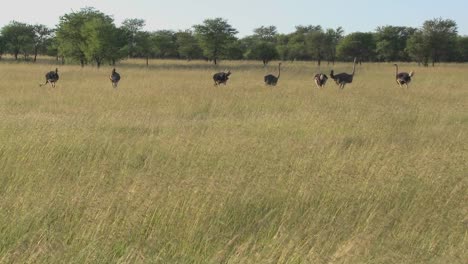 Eine-Gruppe-Strauße-Steht-In-Der-Ferne-Auf-Den-Ebenen-Afrikas