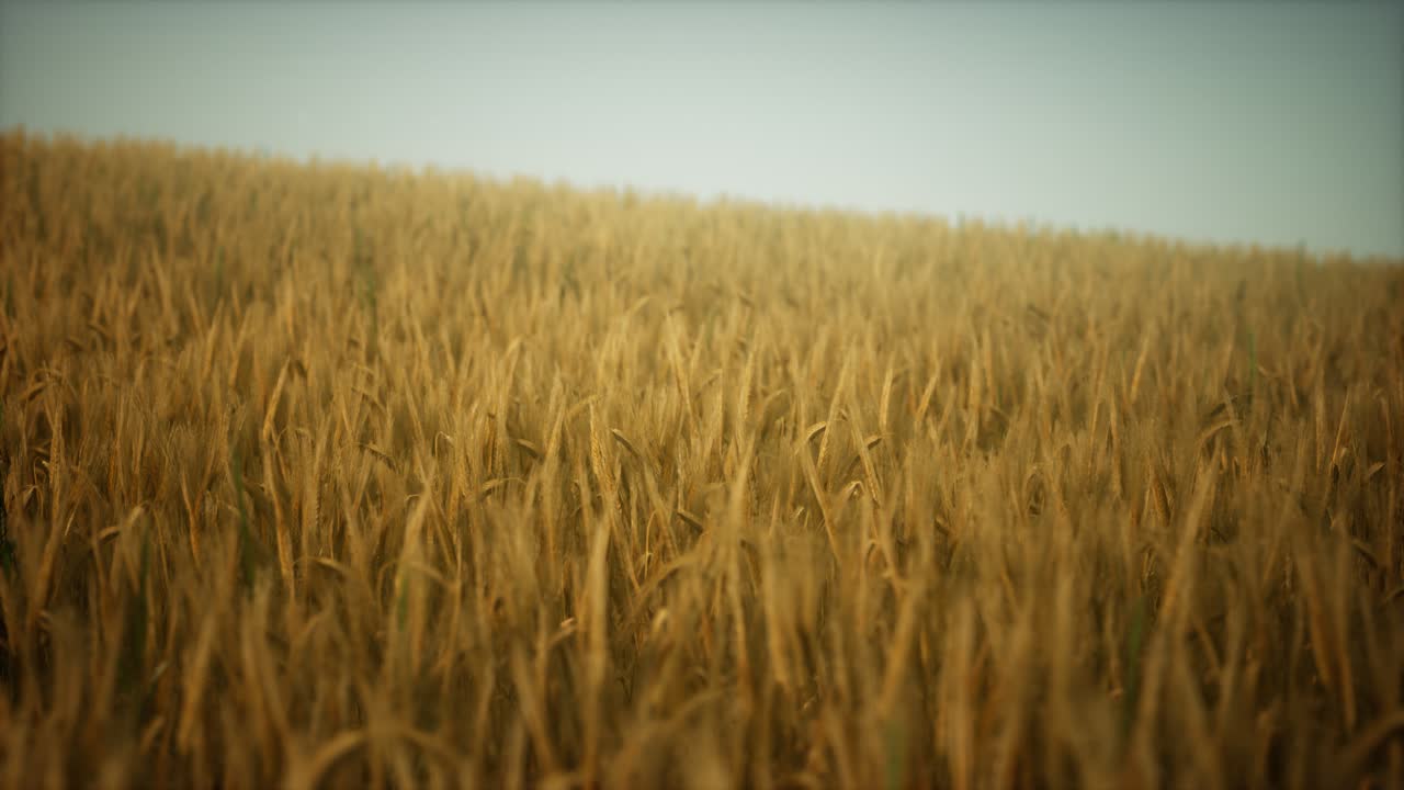 Dark stormy clouds over wheat field