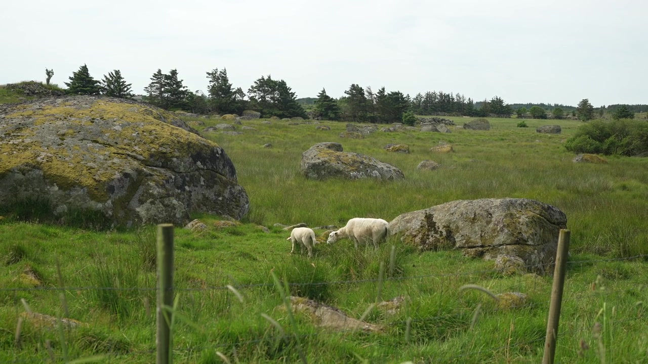 Pecore che pascolano in un prato roccioso a Nordberg Farsund Norvegia al rallentatore