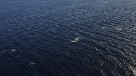 Distant-aerial-view-of-humpback-whale-pod-swimming-and-surfacing-in-deep-blue-waters-in-Maui,-Hawai'i