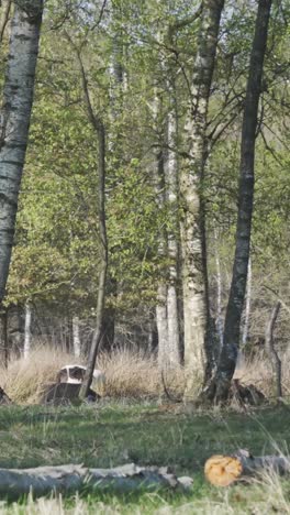 forest scene with birch trees and grass