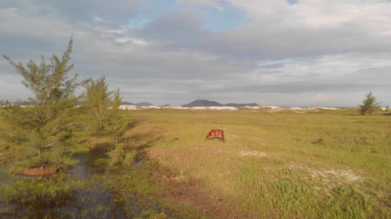 망아지 공중 드론 샷으로 들판에 있는 말