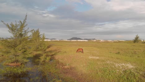 caballos en un campo con un tiro aéreo de un dron