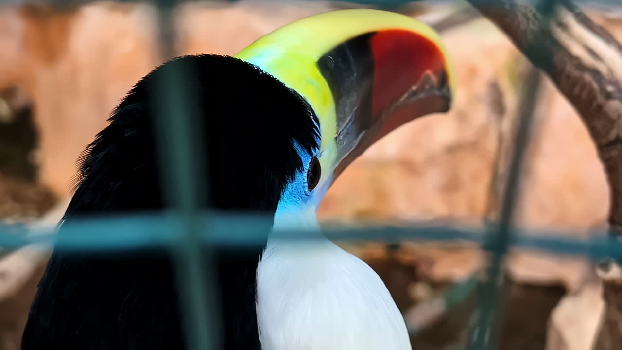 Toco toucan bird at Attica zoo garden, beautiful exotic breed in captivity