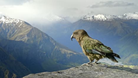 un hermoso pájaro kea nativo parado en la cima de la montaña con enormes montañas nevadas