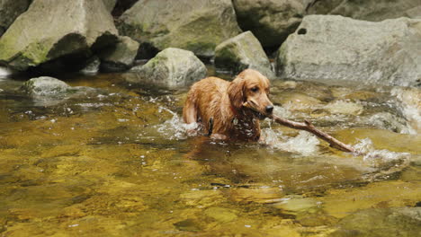 Cachorro-Golden-Retriever-Sacando-Un-Palo-De-Un-Río