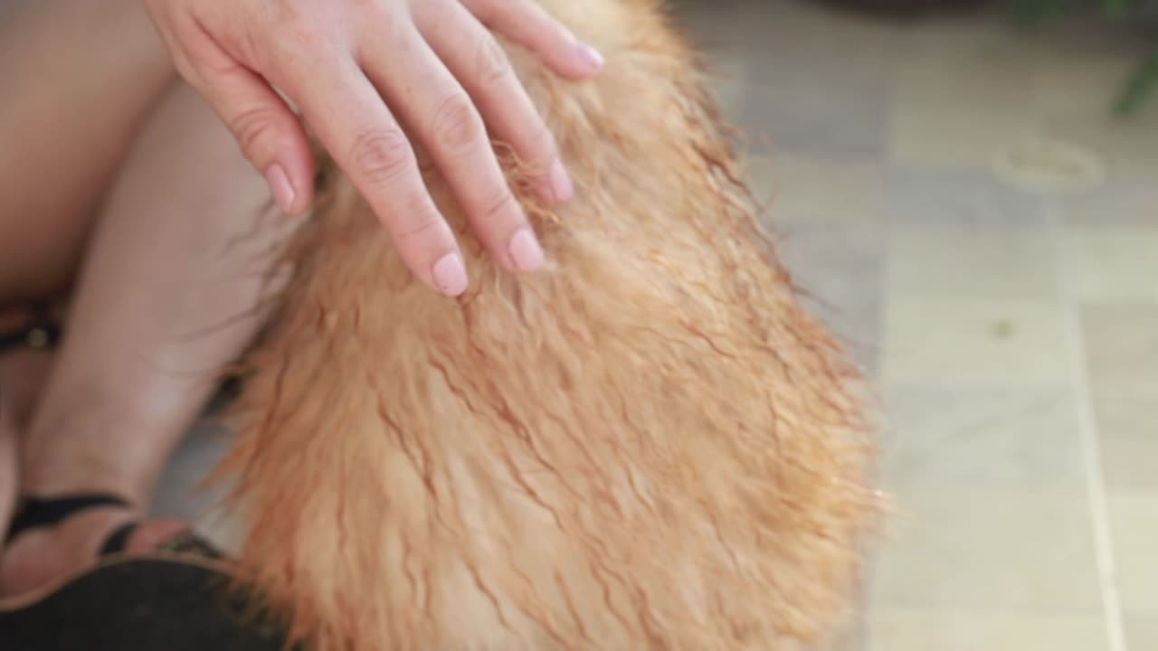 mujer seque con un secador mojado pequeño perro naranja en el suelo de baldosas, el cachorro levanta la cabeza