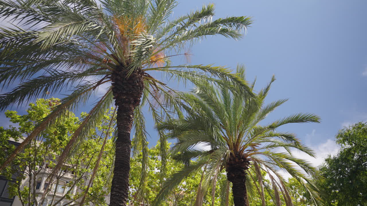 Two tall palm trees gently swaying in the wind under a bright blue sky with lush green foliage in the background