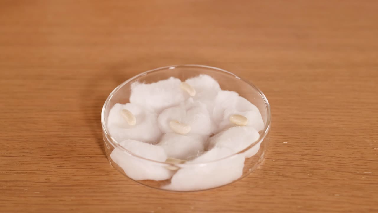 A hand waters seeds on cotton wool in a petri dish, demonstrating a simple science experiment setup