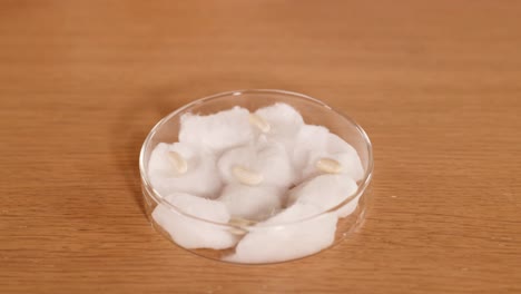 a hand waters seeds on cotton wool in a petri dish, demonstrating a simple science experiment setup