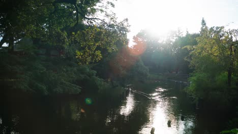 stunning nature reflections on a crystal clear water from the pond with ducks swimming in senzokuike park, tokyo japan during sunset