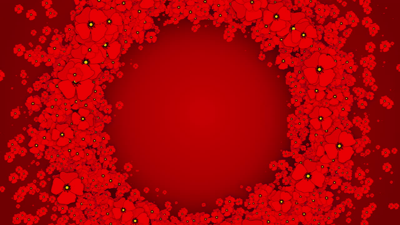 Red floral background with poppies. Wreath of moving flowers. Looped animation with empty space for text.