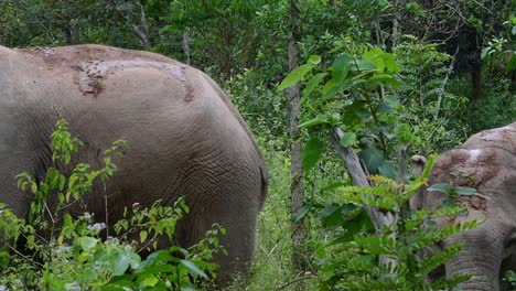 Los-Elefantes-Asiáticos-Son-Especies-En-Peligro-De-Extinción-Y-También-Son-Residentes-De-Tailandia