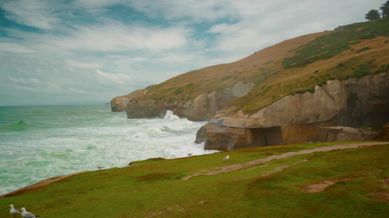 Waves crashing the cliffs along the coastline in New Zealand during the day, with a flock of seagulls standing on the slope