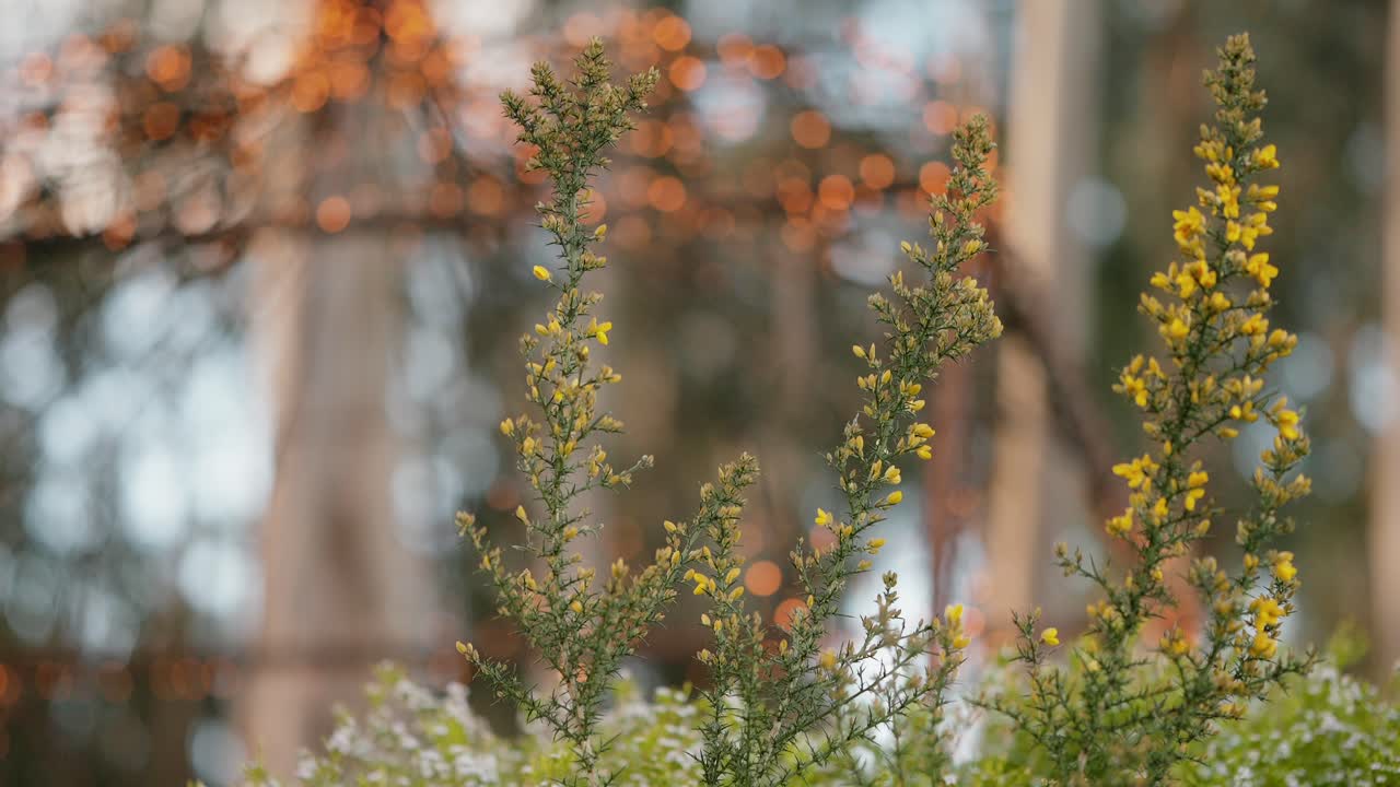 Close up of yellow wildflowers with fairy lights glowing in background