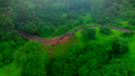 Cabra-Yendo-A-Casa-Detrás-De-Allí-Maestro-En-Jungal-Drone-Vista-De-Pájaro-Largo